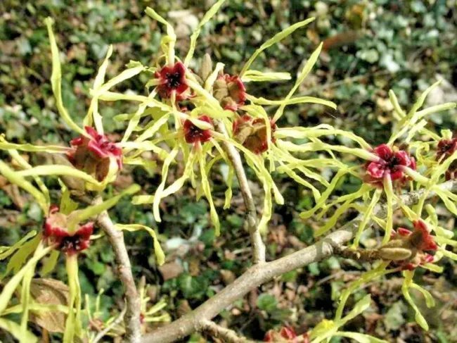 10 Moonlight Witch Hazel Seeds Hamamelis X Intermedia 'Moonlight' Fresh Garden