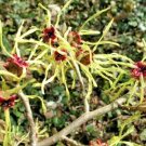 10 Moonlight Witch Hazel Seeds Hamamelis X Intermedia 'Moonlight' Fresh Garden
