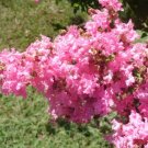 25 Hopi Crepe Myrtle Seeds Lagerstroemia Indica Fresh Garden