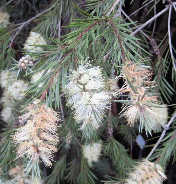 20 Willow Bottle Brush Seeds Callistemon Salignus Fresh Garden