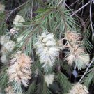 20 Willow Bottle Brush Seeds Callistemon Salignus Fresh Garden