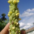 50 Great Mullein Seeds ( Verbascum Thapsus ) Up To A 5+ Foot Tall Flower Fresh Garden