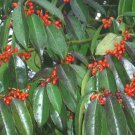 20 Kashi Hybrid Holly Seeds Ilex Chinensis X O P Fresh Garden