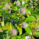 30 Chinese Buttonbush Seeds Adina Rubella Fresh Garden