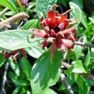 10 Edith Wilder Carolina Allspice Seeds Calycanthus Floridus 'Edith Wilder' Fresh Garden