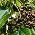20 Japanese Raisin Tree Seeds Hovenia Dulcis Fresh Garden