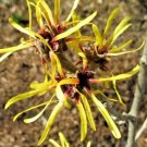 10 Chinese Imperalis Witch Hazel Seeds Hamamelis Mollis 'Imperialis' Fresh Garden