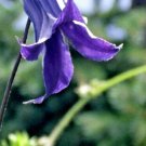 20 Clematis " Rooguchi " Seeds Purple Bell Shaped Flowers Fresh Garden