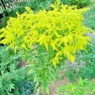 50 Goldenrod Seeds ( Solidago Sp ) Beautiful 6 Foot Yellow Blooms In Fall Fresh Garden