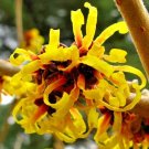 10 Primavera Witch Hazel Seeds Hamemelis X Intermedia " Primavera " Fresh Garden