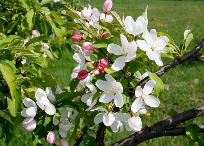15+ Ormiston Roy Crab Apple Seeds Malus Fresh Garden