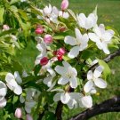 15+ Ormiston Roy Crab Apple Seeds Malus Fresh Garden