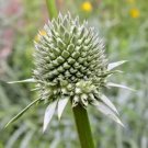 40 Rattlesnake Master Seeds Eryngium Yuccifolium Fresh Garden