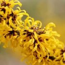 10 Doerak Witch Hazel Seeds Hamamelis × Intermedia " Doerak " Fresh Garden