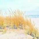 50 American Beach Grass Seeds Ammophila Breviligulata Fresh Garden
