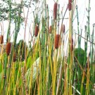 100 Dwarf Cattail Seeds Typha Laxmanni Perfect For Small Ponds Fresh Garden