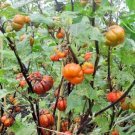 30 Pumpkin On A Stick Seeds Solanum Integrifolium Fresh Garden