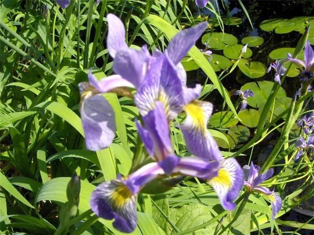 30 Blue Flag Iris Seeds Iris Versicolor Fresh Garden