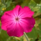 40 Rose Campion Seeds Lychnis Coronaria Rose Pink Trumpet Shaped Flowers Fresh Garden