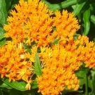 40 Orange Butterflyweed Seeds Asclepias Tuberosa Fresh Garden