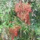 20 Heavenly Bamboo Seeds Nandina Domestica Fresh Garden
