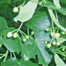 20 Big Leaf Linden Seeds Tilia Platyphyllos Fresh Garden
