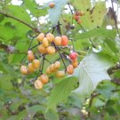 15 Compact European Viburnum Seeds Viburnum Opulus " Compactum " Fresh Garden