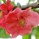 15 Pink Lady Japanese Quince Seeds Chaenomeles Speciosa " Pink Lady " Fresh Garden