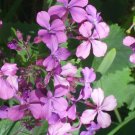 40 Purple Money Plant Seeds ( Lunaria Annua ) Fresh Garden