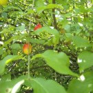 10 Cornelian Cherry Dogwood Seeds Cornus Mas Fresh Garden