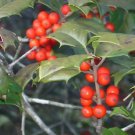 20 Eleanor American Holly Seeds Ilex Opaca " Eleanor " Fresh Garden