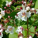 30 Purple Leaf Catalpa Seeds Catalpa X Erubescens " Purpurea " Fresh Garden