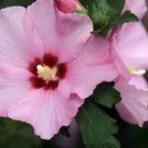 20 Aphrodite Rose Of Sharon Seeds Hibiscus Syriacus 'Aphrodite' Fresh Garden