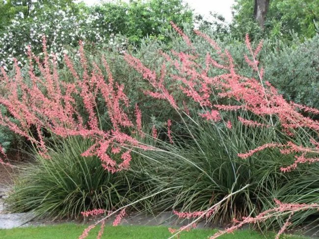 25 Red Yucca Seeds Hesperaloe Parviflora Fresh Garden