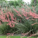 25 Red Yucca Seeds Hesperaloe Parviflora Fresh Garden