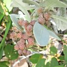 40 Florida Buttonwood Seeds Conocarpus Erectus Fresh Garden