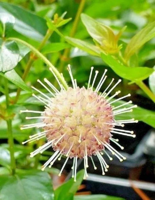 30 Sputnik Buttonbush Seeds Cephalanthus Occidentalis 'Sputnik' Fresh Garden