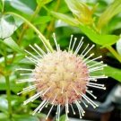 30 Sputnik Buttonbush Seeds Cephalanthus Occidentalis 'Sputnik' Fresh Garden