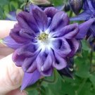 30 Tower Dark Blue Columbine Seeds Aquilegia Vulgaris Fresh Garden