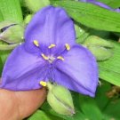 30 Purple Spider Wort Seeds Tradescantia Virginiana Fresh Garden
