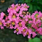 25 Choctaw Crepe Myrtle Seeds (Lagerstroemia Indica X Lagerstroemia Faurei) Fresh Garden