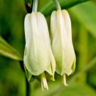 20 Japanese Fairybells Seeds Disporum Sessile Fresh Garden