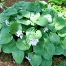 20 Hosta Birchwood Elegance Seeds Fresh Garden