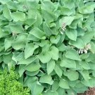 20 Pearl Lake Hosta Seeds Fresh Garden