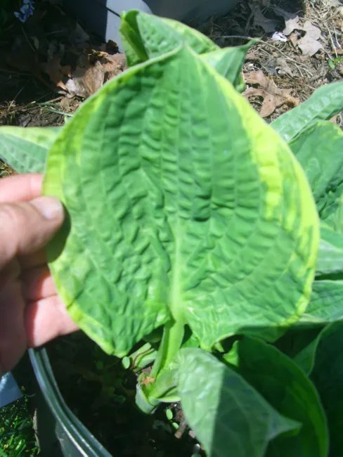 Hosta Christmas Tree 20 Seeds Fresh Garden