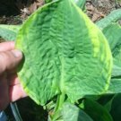 Hosta Christmas Tree 20 Seeds Fresh Garden