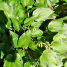 20 Permanent Wave Hosta Seeds Fresh Garden