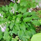 20 Royal Standard Hosta Seeds Fresh Garden