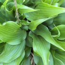 20 Twister Hosta Seeds Fresh Garden