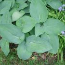 Hosta Love Pat 20 Seeds Frosty Blue Leaves Fresh Garden